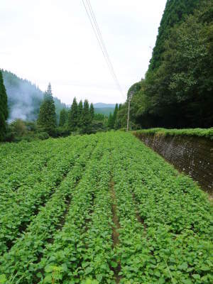 熊本県菊池水源産の無農薬栽培の『えごま油』令和2年度産は残りわずか!令和3年度産は1月下旬より出荷予定_a0254656_18003738.jpg