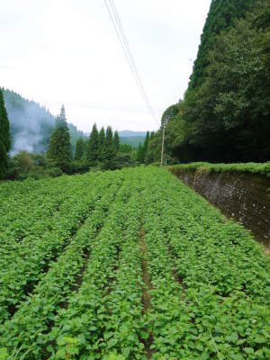 熊本県菊池水源産『えごま油』数量限定にて販売中！無農薬・無化学肥料で育てた「エゴマ」早い者勝ち！_a0254656_18003738.jpg