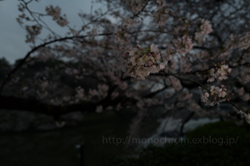 Leica Q2 First Impression 初撮　vol.6 Sakura_c0219256_17132641.jpg