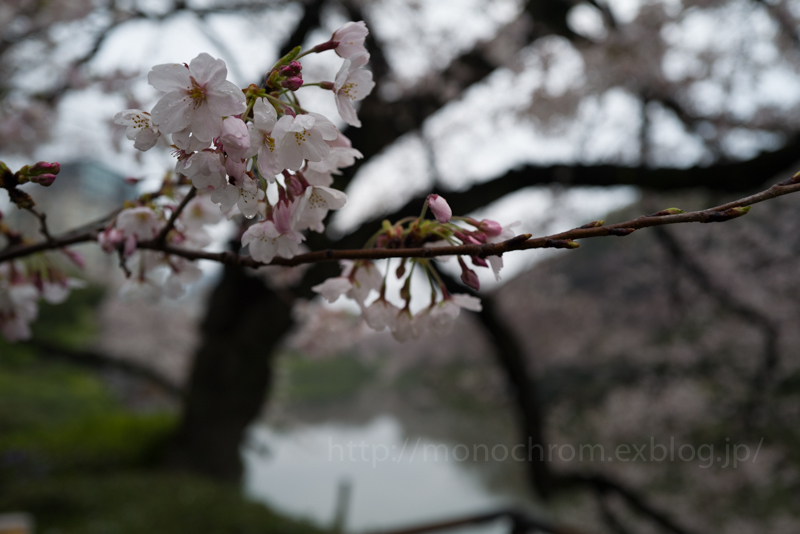 Leica Q2 First Impression 初撮　vol.6 Sakura_c0219256_17133802.jpg
