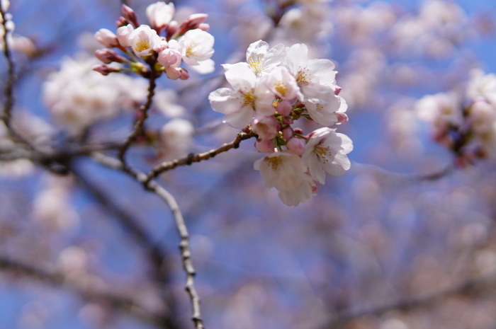 桜と青空～満開のヨウコウの桜♪　新宿御苑☆４_d0152261_21505773.jpg