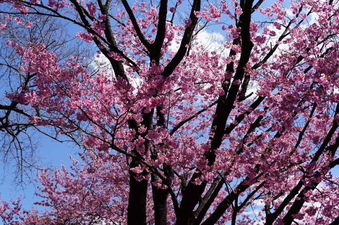 桜と青空～満開のヨウコウの桜♪　新宿御苑☆４_d0152261_21545008.jpg