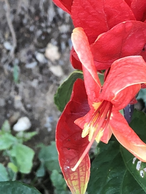 ルイラソウの種類 今度は赤い花と白花を見ました 写真と短い文章 ５