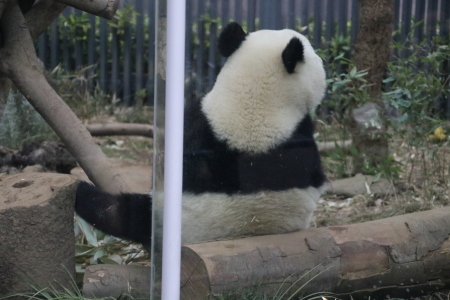 セクシーポーズ のおにぎりシャンシャン 山とpanda