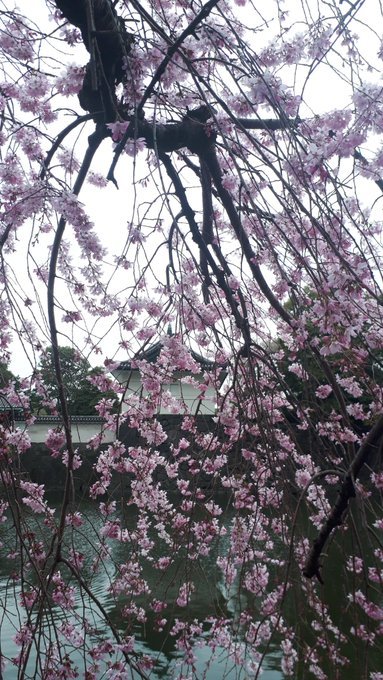 雑司ヶ谷霊園・護国寺墓地芳墓録ラスト、皇居ほか花見、古写真、2019/3/29-4/3twitterまとめ_b0116271_13533289.jpg