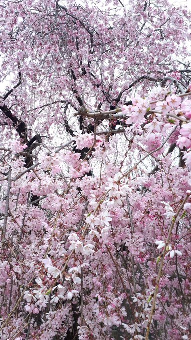 雑司ヶ谷霊園・護国寺墓地芳墓録ラスト、皇居ほか花見、古写真、2019/3/29-4/3twitterまとめ_b0116271_14063199.jpg