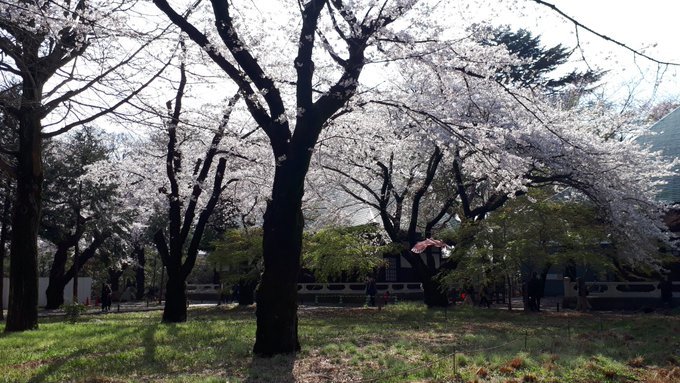 雑司ヶ谷霊園・護国寺墓地芳墓録ラスト、皇居ほか花見、古写真、2019/3/29-4/3twitterまとめ_b0116271_15175060.jpg