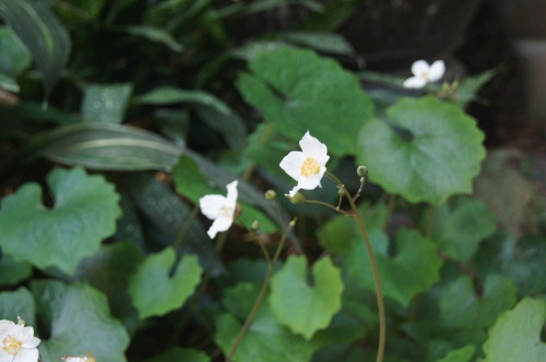e0181373_20491201.jpg