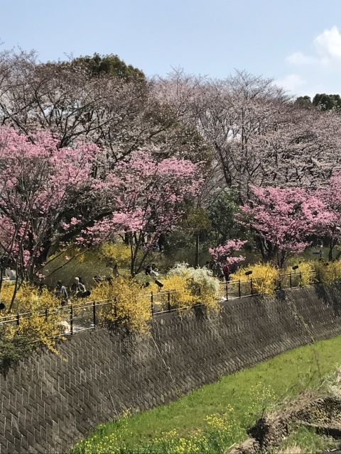 2019 昭和記念公園のお花見_a0180279_14103055.jpg