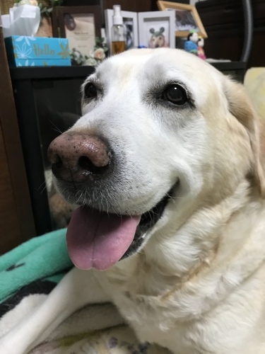 f0315081_22164198.jpeg