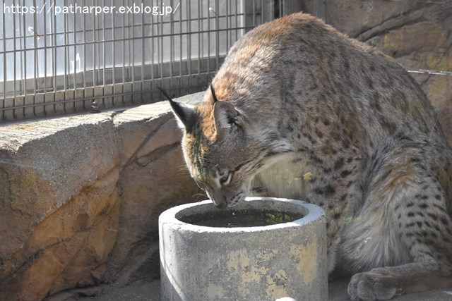 ２０１９年３月　王子動物園　その２_a0052986_2224464.jpg