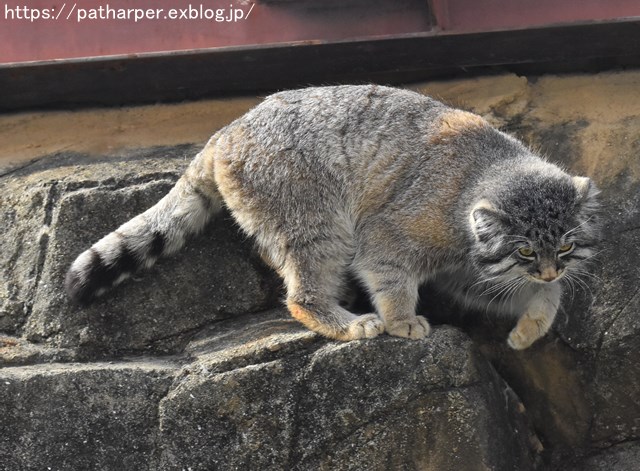 ２０１９年３月　王子動物園　その２_a0052986_22342484.jpg