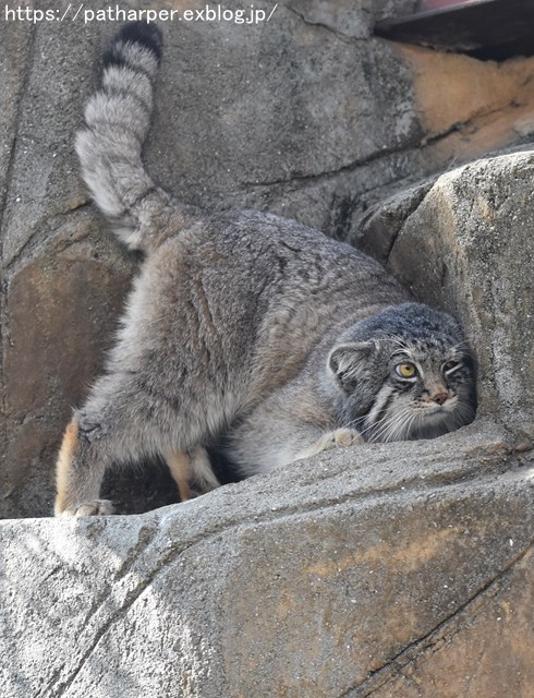 ２０１９年３月　王子動物園　その２_a0052986_224015100.jpg