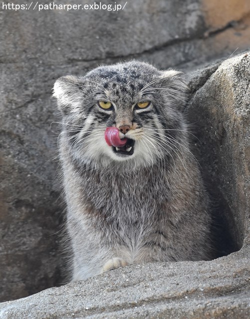 ２０１９年３月　王子動物園　その２_a0052986_23121239.jpg