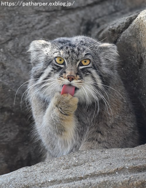 ２０１９年３月　王子動物園　その２_a0052986_23155671.jpg