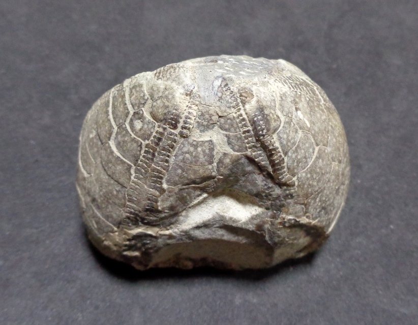 北海道のウニ化石⑤_d0318386_05102564.jpg
