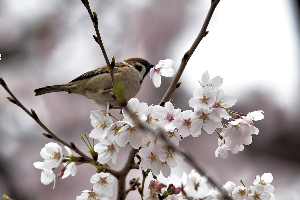 桜シリーズ（スズメ編）_c0144588_13394969.jpg