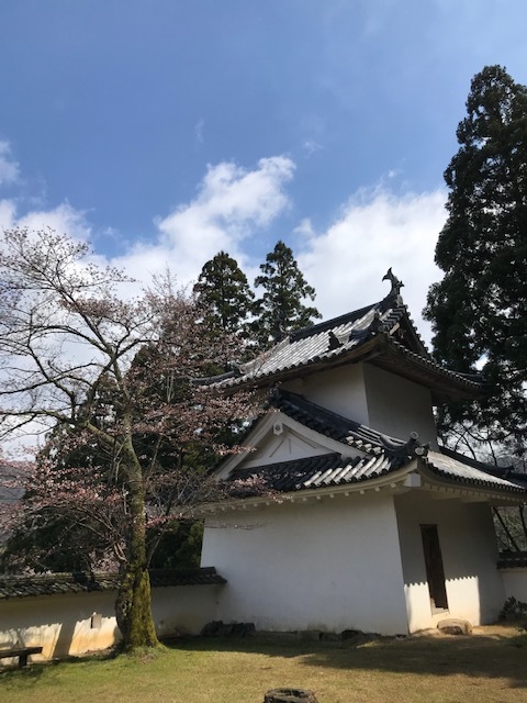 城崎へ 出石の桜_f0204295_13580257.jpg