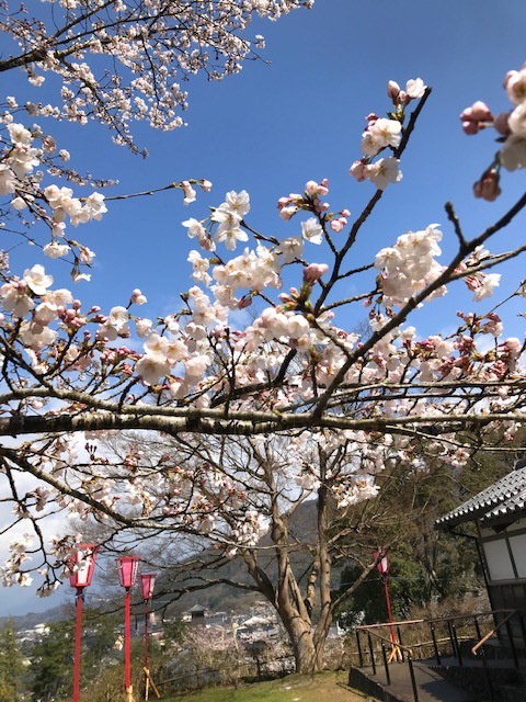 城崎へ 出石の桜_f0204295_13581195.jpg