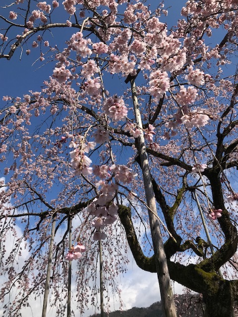 城崎へ 出石の桜_f0204295_13583147.jpg