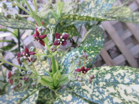 a0203003_17403980.jpg