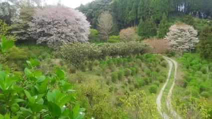 あわじ花の歳時記園の桜の木が大阪うめだ阪急でデビュー&#128149;_c0280108_21052246.jpg