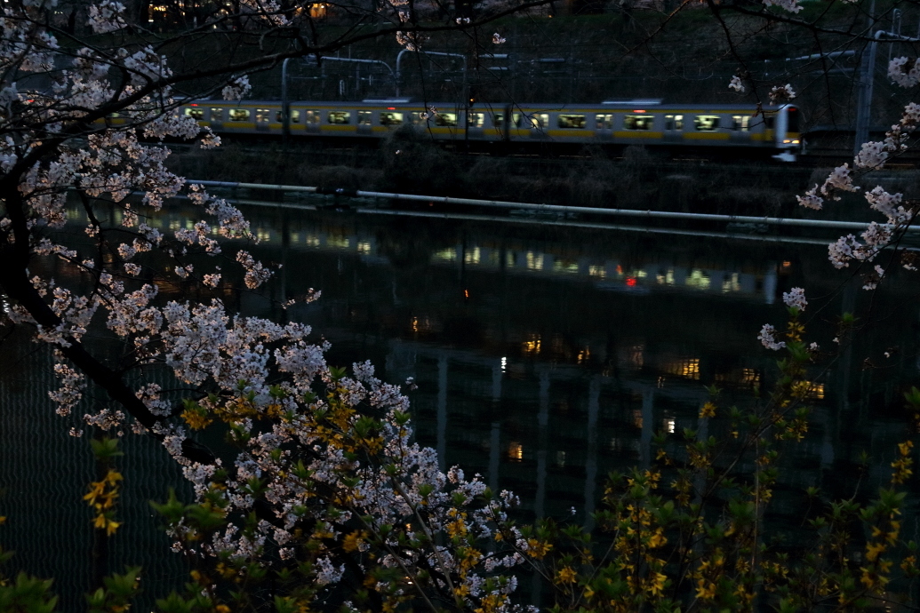 夜桜 2019_b0190710_23361132.jpg