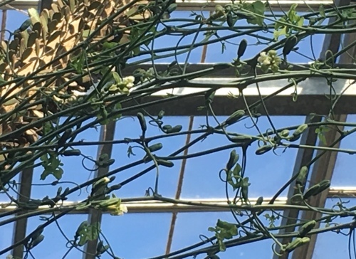 d0179410_21490136.jpeg