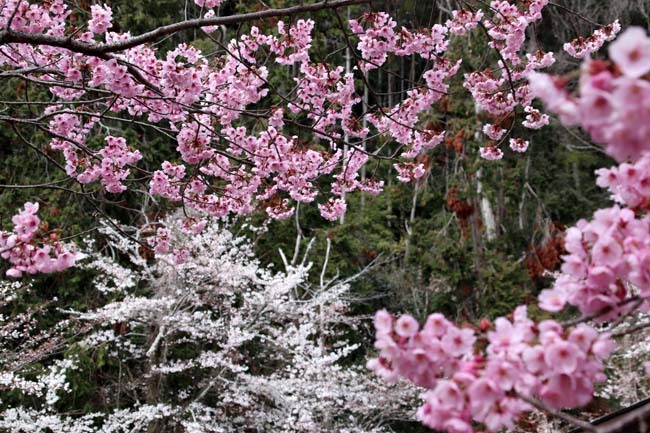 陽光桜が満開　松尾大社_e0048413_19583001.jpg