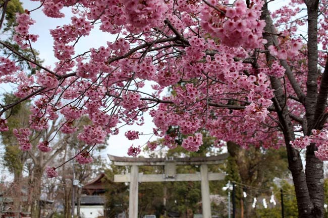 陽光桜が満開　松尾大社_e0048413_19583526.jpg