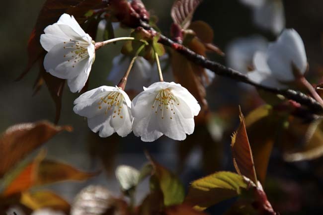 桜満開　二条城_e0048413_20461094.jpg