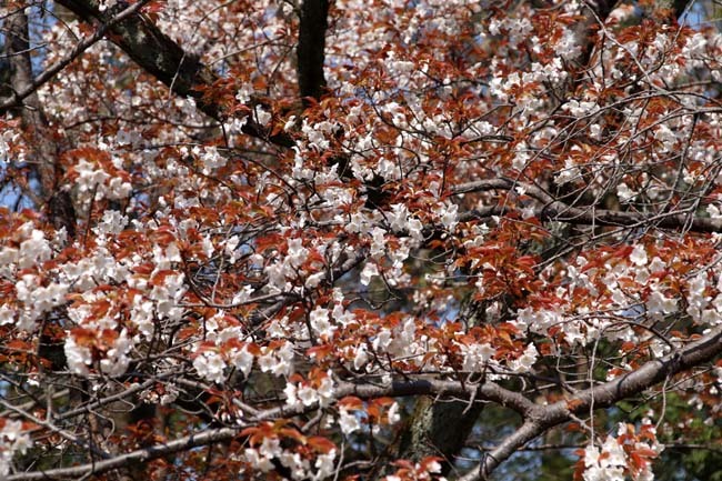 桜満開　二条城_e0048413_20461455.jpg