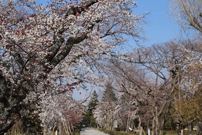 桜満開　二条城_e0048413_20461858.jpg