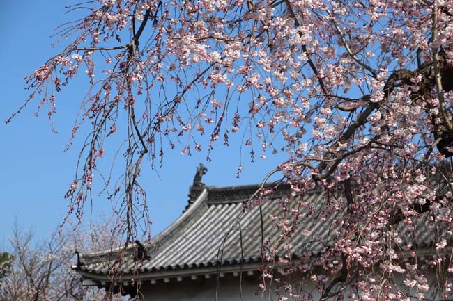 桜満開　二条城_e0048413_20462554.jpg