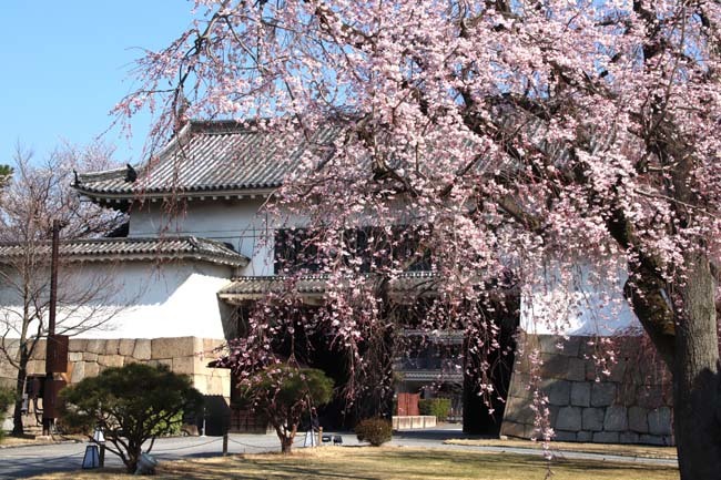 桜満開　二条城_e0048413_20462842.jpg