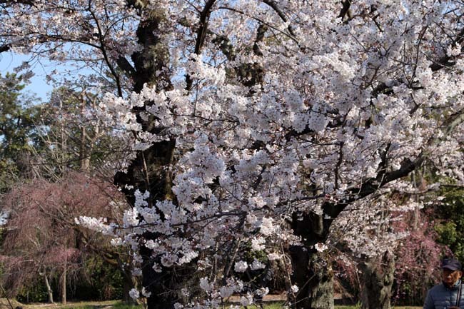 桜満開　二条城_e0048413_20463123.jpg