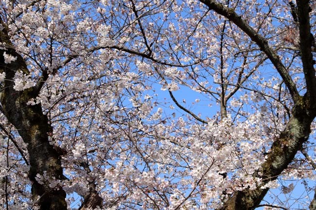 桜満開　二条城_e0048413_20463474.jpg
