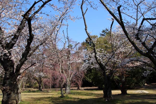 桜満開　二条城_e0048413_20463721.jpg