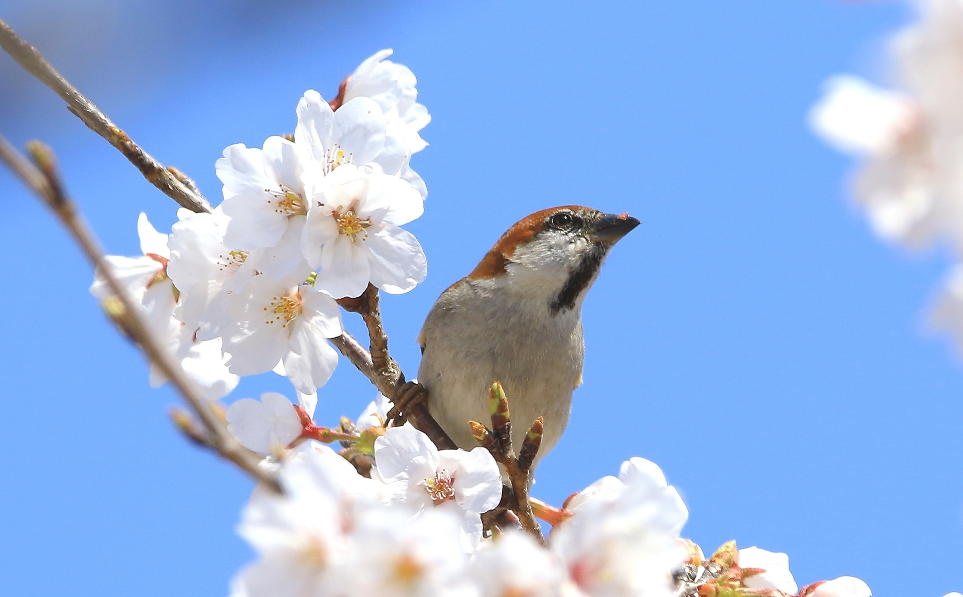 桜ニュウナイのリベンジ_f0364220_15373358.jpg