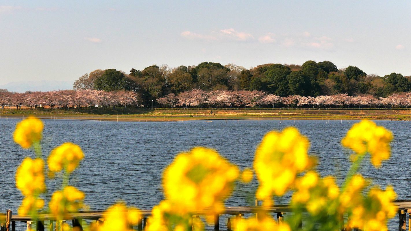 多々良沼の桜2019(その1)・・・桜並木を対岸から遠望す_a0031821_14293248.jpg