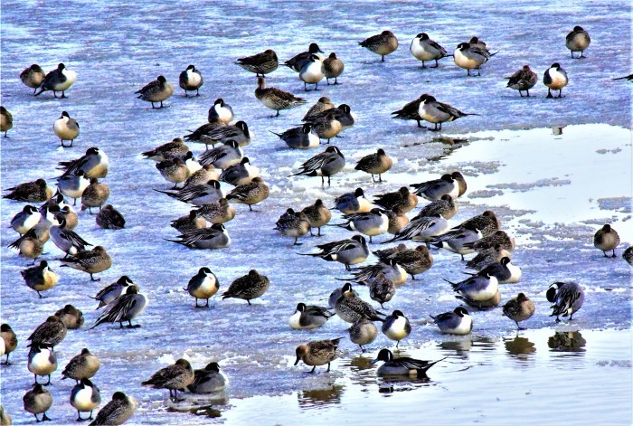 北の森からエゾリスと野鳥便り_d0098721_19514617.jpg