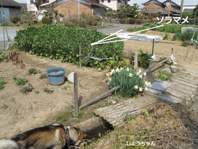 平成春のお散歩風景_f0143123_20581509.jpg