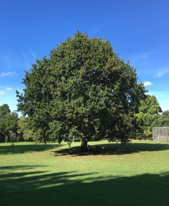 今頃わかった あの歌の意味 Music For Trump You Haven T Done Nothin アメリカからニュージーランドへ