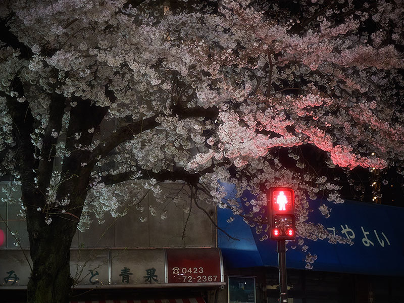 寒の戻り厳しき桜の季節_e0123825_17133816.jpg