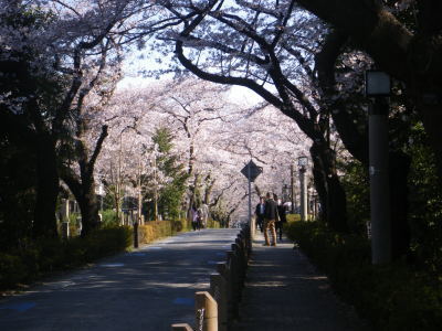 やっと東京でお花見　４／５_d0171229_09251077.jpg