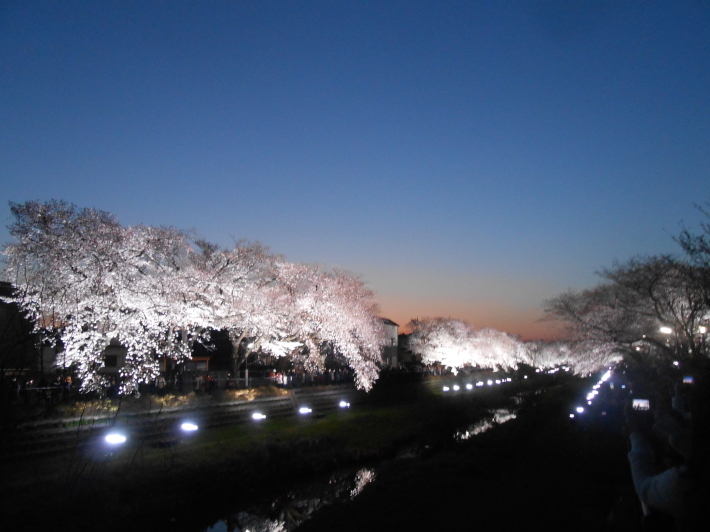 野川の桜ライトアップはやっぱりすごい。その後地ビールに酔う。_a0095931_22361096.jpg