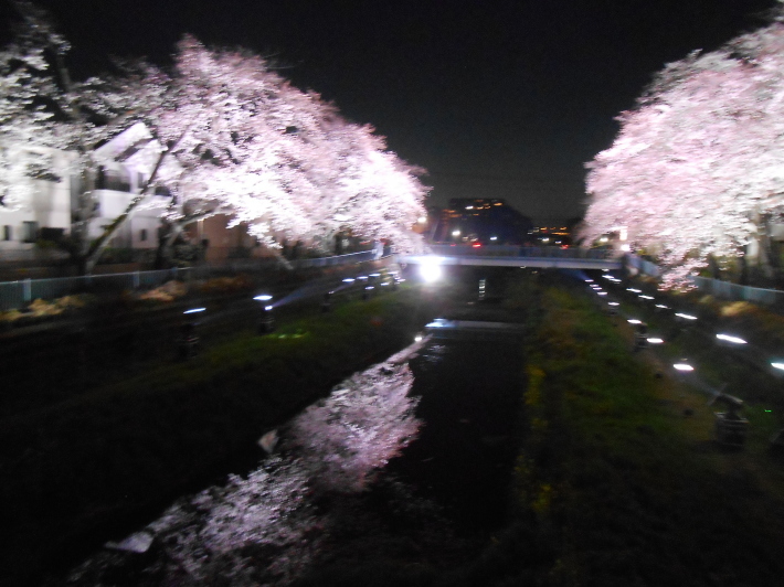 野川の桜ライトアップはやっぱりすごい。その後地ビールに酔う。_a0095931_23033826.jpg