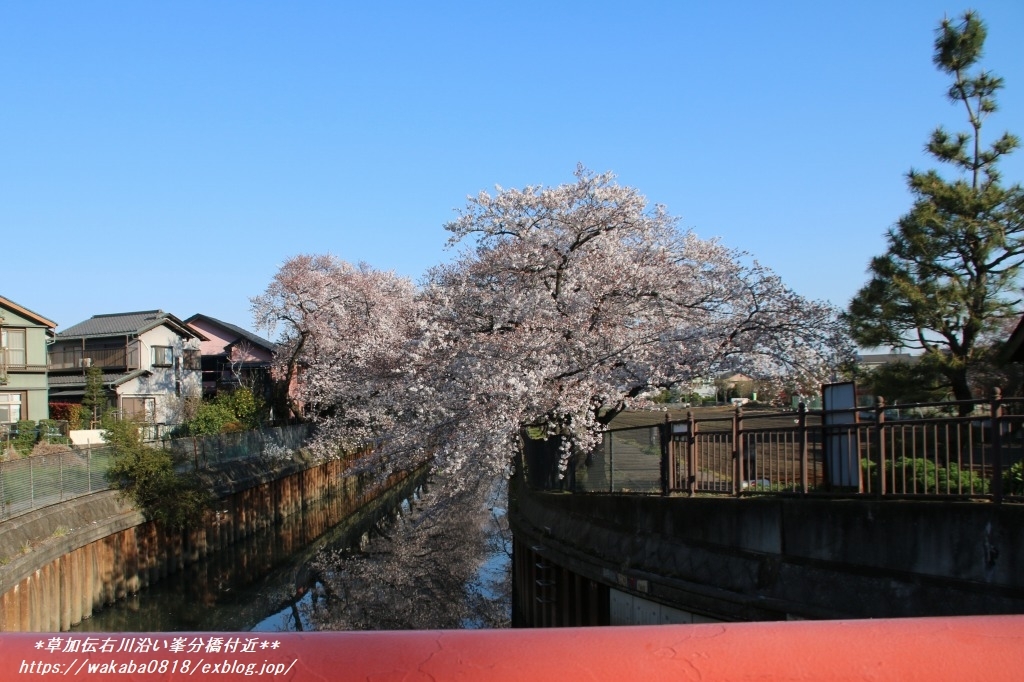 朱色の峯分橋と桜のコラボ(^^♪_e0052135_17170137.jpg