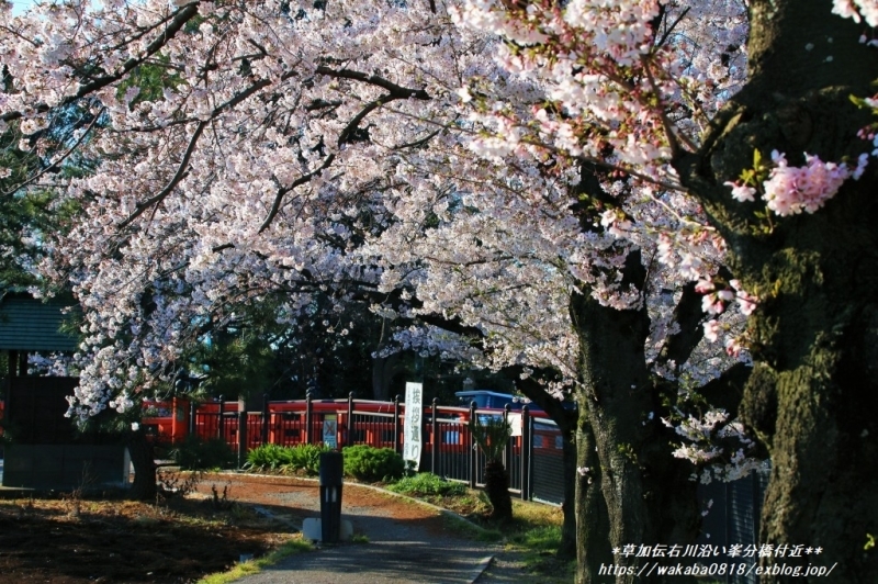 朱色の峯分橋と桜のコラボ(^^♪_e0052135_17170786.jpg