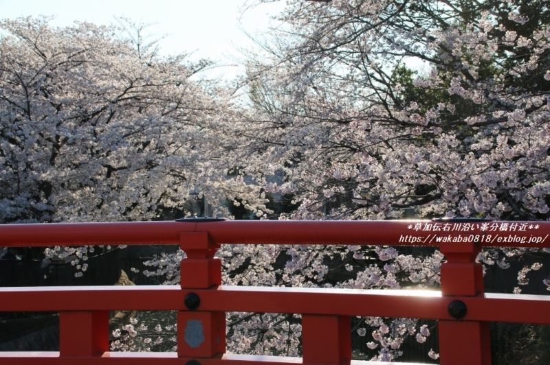 朱色の峯分橋と桜のコラボ(^^♪_e0052135_17171631.jpg